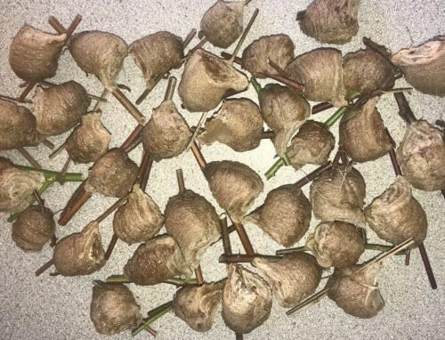 Miniatura 3 de Sang Piao Shao, Mantis 15 mantis rezando huevera muerta seca no eclosionará