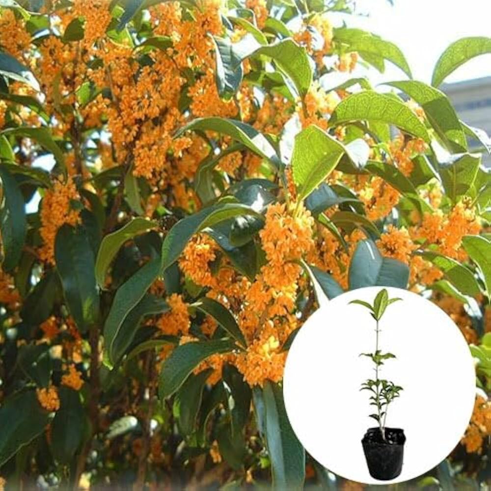 完売　縁起木＊魔除け【今春2年生と3年生になりました！天然＊野生のもみの木さん】 Amazon.co.jp: キンモクセイ 樹高0.3m前後 10.5cmポット 【 単 品