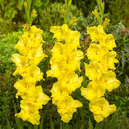 Plantogallery Gladiolus Flower Bulbs - Pack Of 1 Bulbs (Yellow) (B0CG34LRB5) Amazon Price History, Amazon Price Tracker