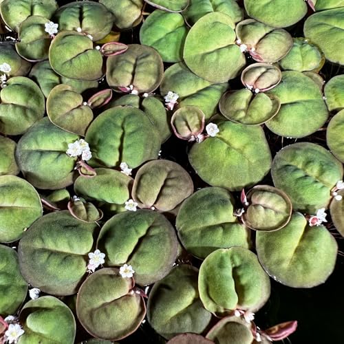Red Root Floater 35+ Leaves Live Aquarium Plants