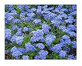 Marde Ross & Company French Forget Me Not Seeds - Approximately 5,000 Seeds of Myosotis Sylvatica