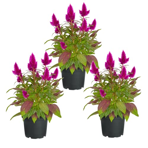Trio de Celosia Set de 3 Plantas Naturales con Flores Llamativas