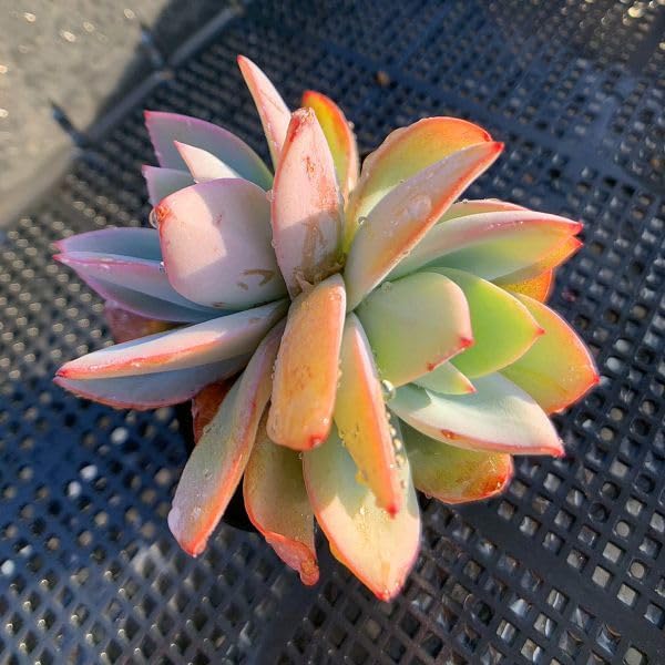 Amazon.co.jp: 農園直売 多肉植物 寄せ植え エケベリア属 カリビアン