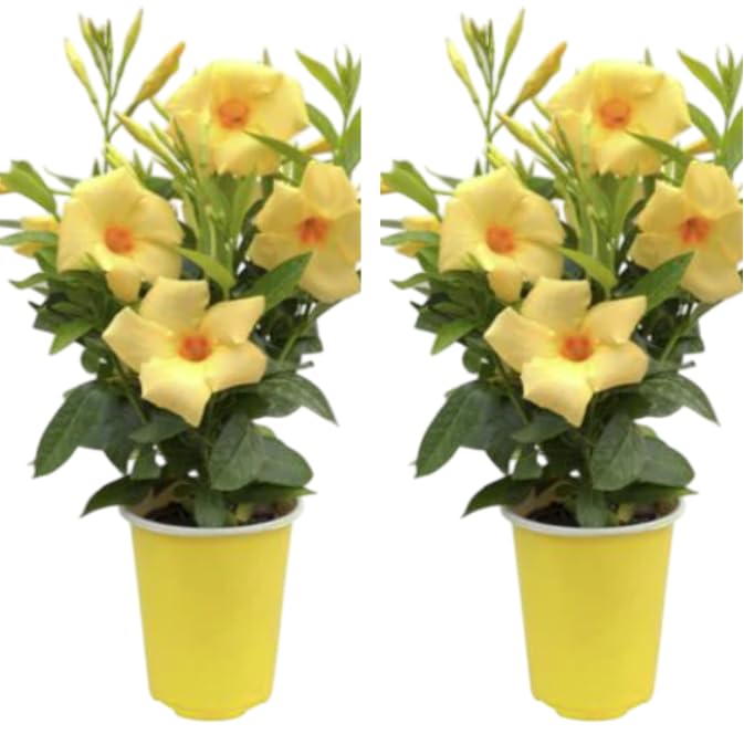 Pack of 2 Mandevilla