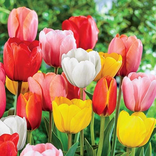 FernsFly® IMP. Tulip Flower Bulbs + Daffodil Flower Bulbs Combo Aromatic Flower Bulbs Pack Home Outdoor Gardening Flowers Blooming (1 Set of 2 Tulip + 2 Daffodil) (B097C1Q78B) Amazon Price History, Amazon Price Tracker