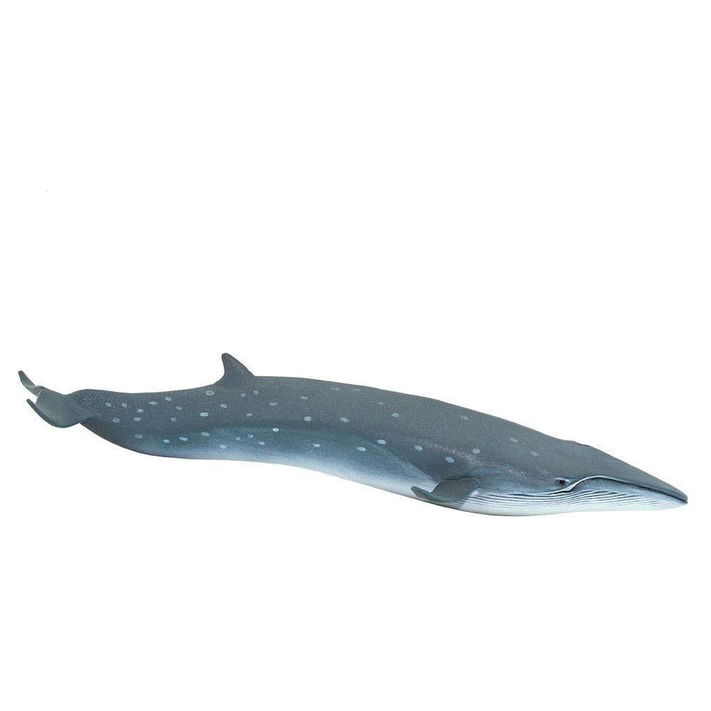 Safari Ltd. Sei Whale Figurine - Realistic 7.75" Plastic Whale Figure - Educational Ocean Animal Toy for Boys, Girls and Kids Ages 3+