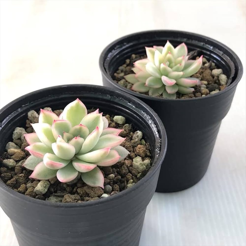 k*i様 B308-3×105苗女雛錦 土付き 多肉植物 エケベリア サボテン 楽天市場】多肉 女雛の通販