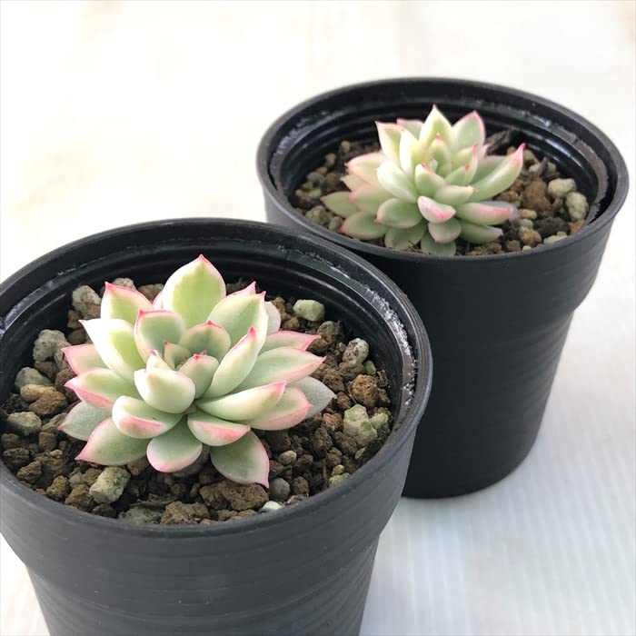 Amazon｜多肉植物 hmエケベリア 女雛錦 メビナ錦 多肉植物 エケベリア