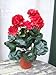 Produktbild Licht & Grün exclusive Kunstpflanzen Künstliche Geranien rot 2Stck. im Topf, Top-Qualität Kunstblumen
