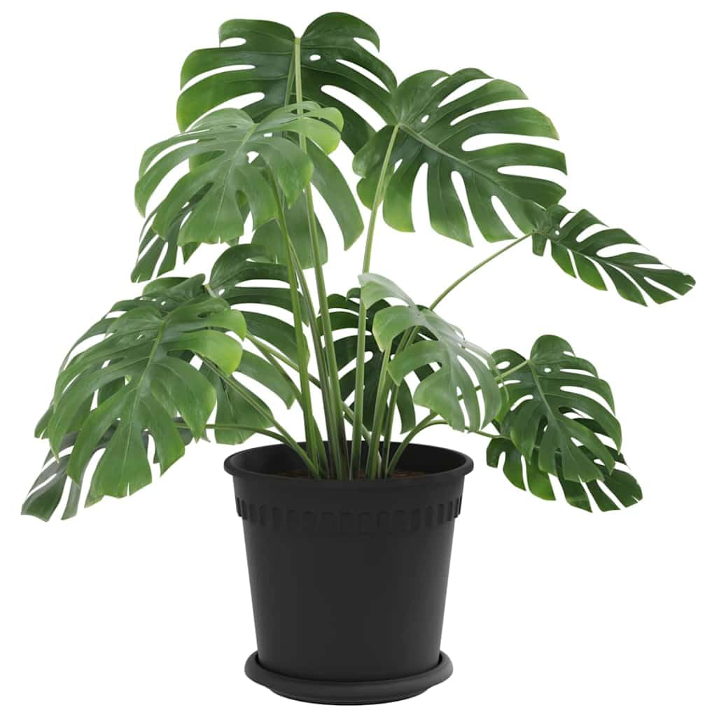 Blumentöpfe Schwarz Kunststoff 24 Stück Ø 19 x 16 cm mit Entwässerungslöchern gerolltem Rand für Balkon Garten und Innenraum vielseitig leicht und langlebig