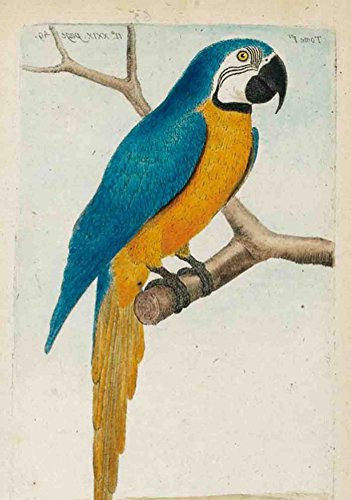Carnet Blanc, Ara Bleu, Dessin 18e Siècle (Bnf Animaux) (French Edition)