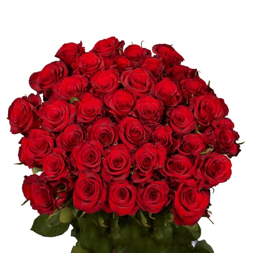 50 Fresh Roses