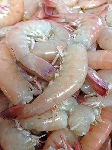 Florida Key West Pink Shrimp Wild caught, Shell on Extra Jumbo 2 Pounds