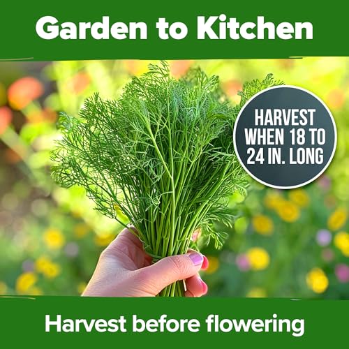 Image of HOME GROWN Dill Seeds 2 Pack (Anethum Graveolens) - 2028 Non-GMO Heirloom Herb Seeds for Planting Indoors or Outdoors, High Germination, Ideal for Herb Gardens, Pots, and Cooking Flavorful Dishes