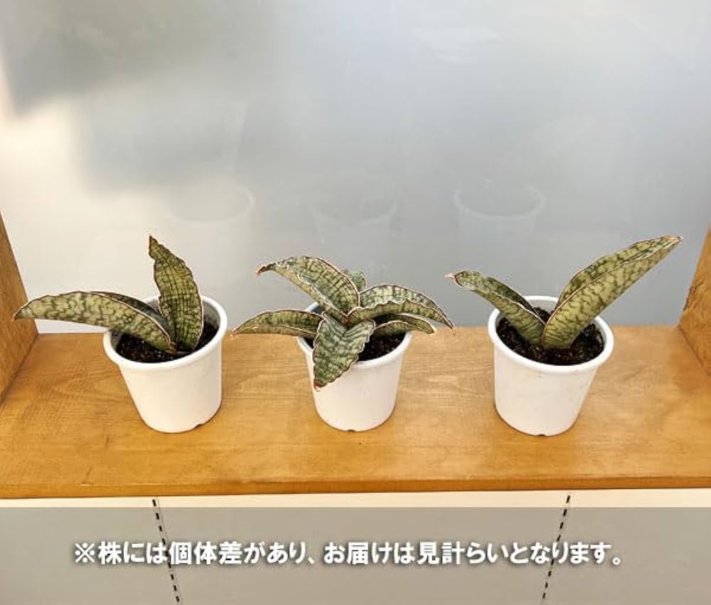 Amazon|サンセベリア:キルキーシルバーブルー4号[多肉植物 Amazon|サンセベリア:キルキーシルバーブルー4号[多肉植物
