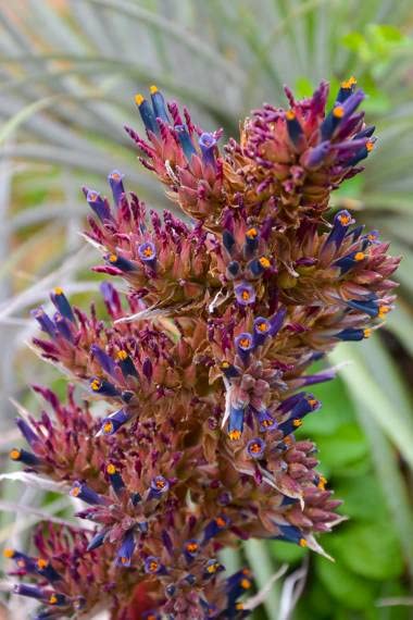 プヤ　セルーレア　実生 プヤ セルーレア | hanayoshi-botanical