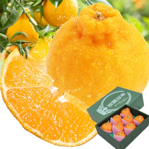 デコポン 3kg 贈答用化粧箱 (8〜12玉) 日本フルーツ株式会社 [12月中旬-4月中旬頃出荷] 熊本県 長洲町 デコポン 果物 秀品 フルーツ スイーツ デザート ギフト ご贈答