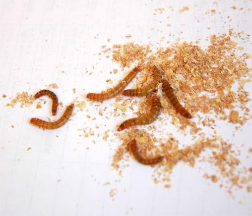 Amazon カワイ ミールワーム５００ １個 カワイ 餌 通販