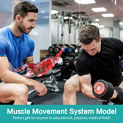Image of Human Muscles Anatomy Model - Miniature Superficial Anatomical Muscular Movement System Model Mini 1 /4 Life Size Anatomical Reference Model for Medical Office & Professional Academic Institutions