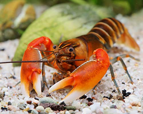 NatureHolic Kiunga red - Cherax pekny, Geschlecht:Weibchen Cover