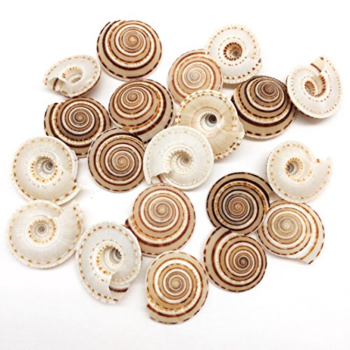 PEPPERLONELY 20 PC Natural Tiny Sundial Sea Shells, 3/4 Inch ~ 1-1/4 Inch