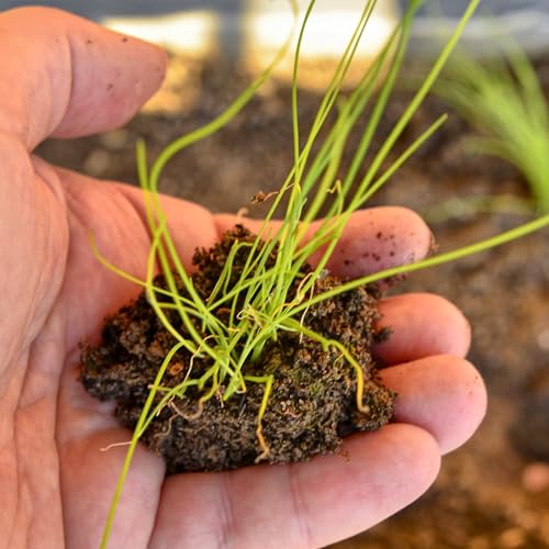 Seed Needs Chive Seeds for Planting Garlic & Common Chives Herbs - Non-GMO Heirloom & Untreated Garden Seed to Plant an Indoor/Outdoor Culinary Garden (Collection of 2 Packets) - Image 7