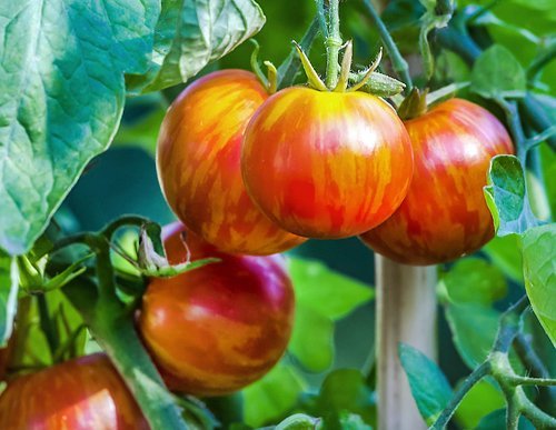 30+ Giant 1-2 Lb Mr. Stripey Tomato Seeds, Heirloom Non-Gmo, Low Acid, Indeterminate, Open-Pollinated, Rich Flavor, From Usa #TOP2