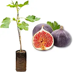 Muda de Figo Roxo de Valinhos - Produzindo - Produz em Vasos