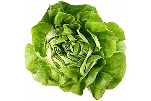 Boston Bibb Lettuce Seeds Grow Your Own Bibb Lettuce - Microgreens Seeds