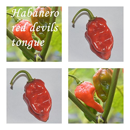 Habanero Devils tongue -20 semillas de chile Diablo lengua - Gravedad: 10 ++ !!