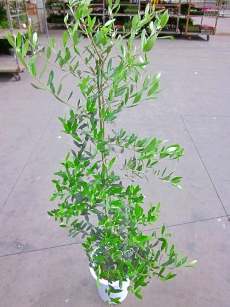 Amazon | オリーブの木 8号鉢(8寸鉢) 平和のシンボルとして大変 Amazon | オリーブの木 8号鉢(8寸鉢) 平和のシンボルとして大変