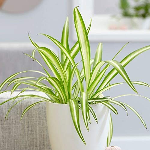 Guruji Plantation Ribbon Grass Plant Outdoor For Home and Garden, with