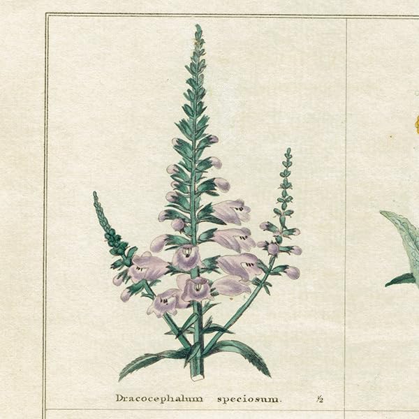 ★イギリス　ボタニカルアート　① イギリス「ボタニカルアート「フロックス」（小