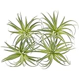 KMOATIM Fake Artificial Tillandsia Air Plants, 4pcs Flocked Green Faux Bromeliads for Home Decor Realistic Stems (Medium)