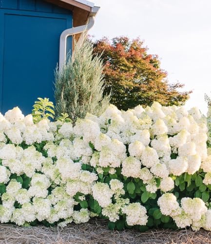 BALDUR Garten 1x Rispenhortensie 'Little Hottie', Pflanze im 9x9 cm-Topf, winterhart bis -25 °C, duftende Blüten, sehr robust, pflegeleicht, blühend, Hydrangea paniculata