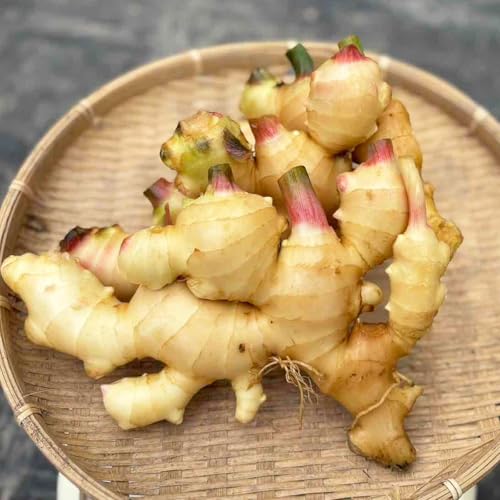 土佐の旨味市場 新生姜 有機JAS 洗い 1kg 栽培期間中無農薬 大生姜 有機栽培 高知産 国産 オーガニック しょうが 四万十 窪川 高知県産のサムネイル