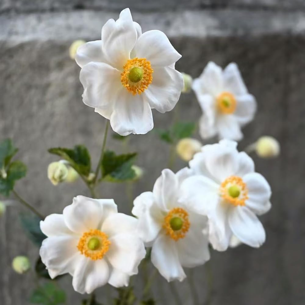 Winterharte Herbstanemone Samen - 450 Stück Bio Saatgut Für Garten & Balkon | Mehrjährige Stauden