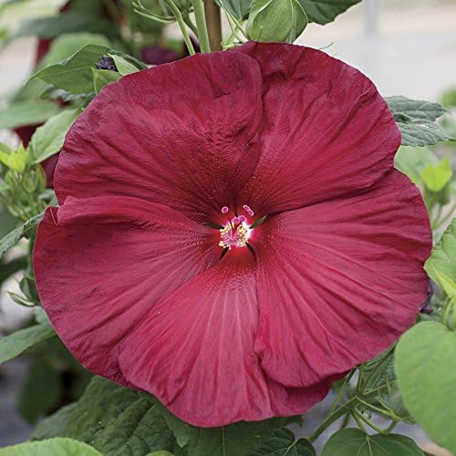Park Seed Semillas de plantas de flores de hibisco, fáciles de cultivar, perfectas para jardín de primavera, luna de miel, rojo oscuro, paquete de 5