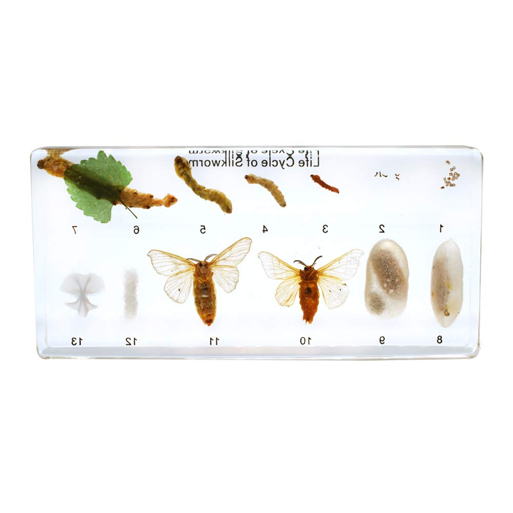 Life Cycle Story of Silkworm Entwicklung Specimens Zoology Animal Insect Embedding Specimen Science Classroom Taxidermy164 x 78 x 20 mm