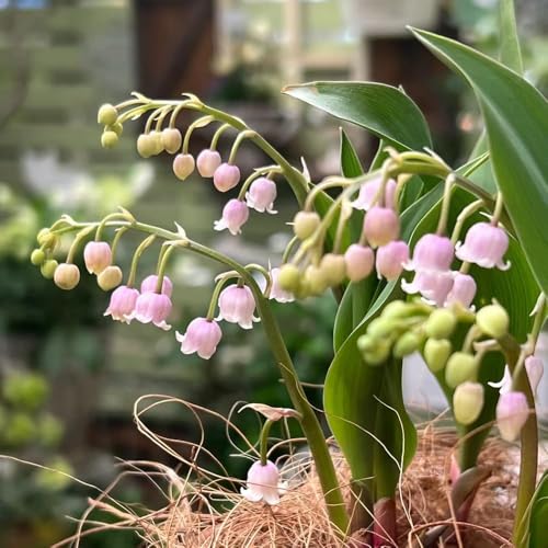 bulbos de lirio de los valles para exterior, Los bulbos son perennes y resistentes jardín resistentes para jardín, 5pcs