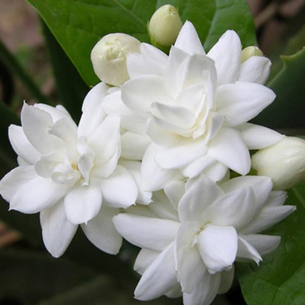 Mogra/Jasminum sambac/Arabian Jasmine Aromatic Flower Plant, For Home And Garden, Without Pot (B0DGPZ8DTJ) Amazon Price History, Amazon Price Tracker