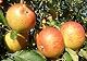 Apfelbaum Cox Orange – Terrassenobstbaum mit 40cm Stammhöhe