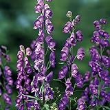 eisenhut kaufen Blüte: tiefviolett Eisenhut \'Henry Sparks\'