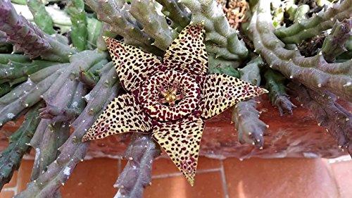 Stapelia variegata (Orbea) - 3-5 cm cutting