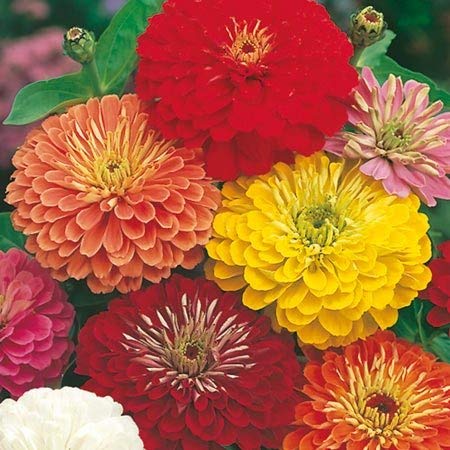 Raunak Seeds Omaxe Zinnia Mixed Tall Variety Avg 30-50 Seeds (B01IZRSVVY) Amazon Price History, Amazon Price Tracker