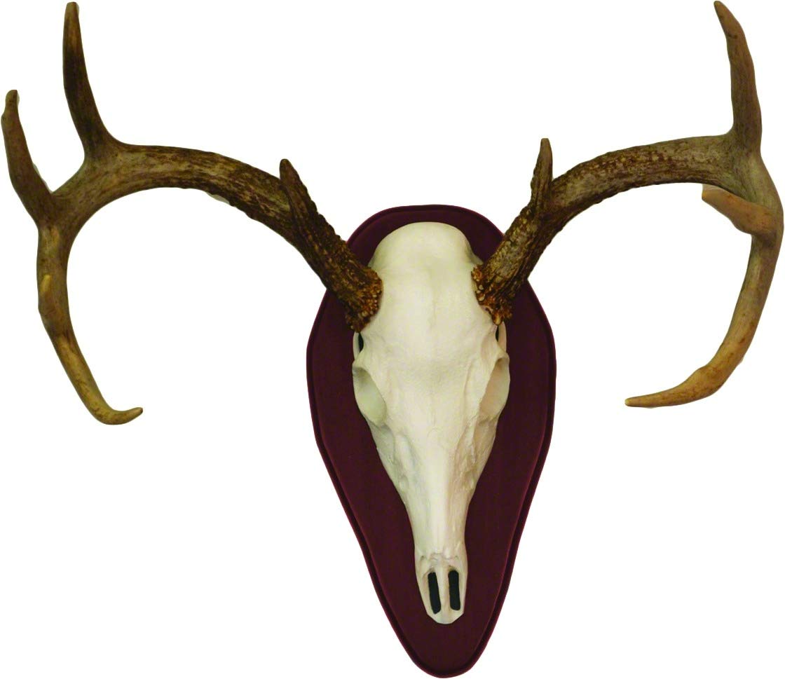 HS 01637 Euro Half Skull Deer, multi, one size