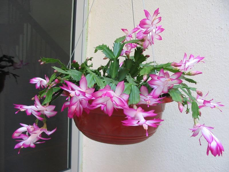 ONLINE PLANT BAZAR Pink Christmas Cactus Zygocactus Indoor Flower Live Plant (B0CNWFZC67) Amazon Price History, Amazon Price Tracker