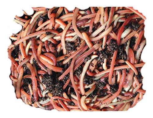Tiger Composting Worms (250 Gram) Wormcity Includes Caring for Your Wormcity Worms Leaflet