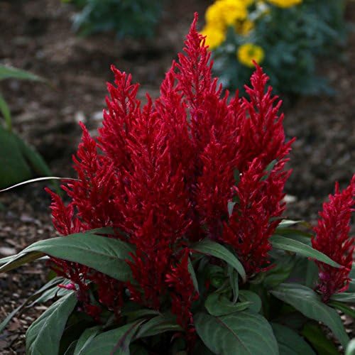 Amazon Com Park Seed Dragon S Breath Celosia Seeds Celosia Flower Seeds Pack Of 10 Seed Patio Lawn Garden