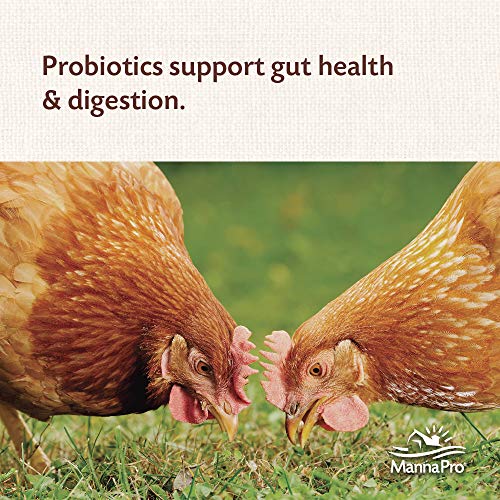 Manna Pro All Flock with Probiotics Crumble | Formulated with Vitamins and Minerals to Support a Balanced Diet | 8 Pounds - Thumbnail 4